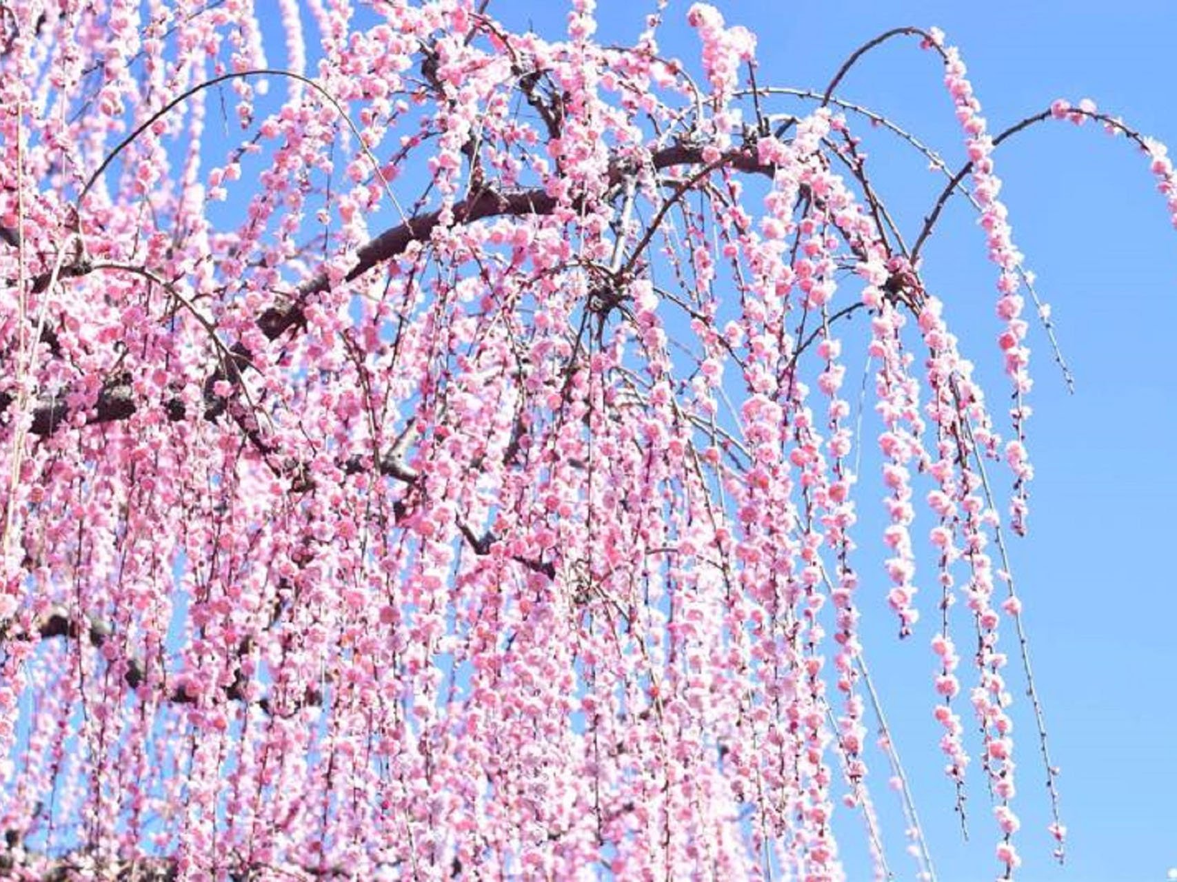 🌸 소가 매화숲(소가 바이린) 이미지 5